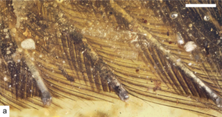 La disposición de las plumas, e incluso el color, continúan visibles. (Imagen: L. Xing et al., 2016)